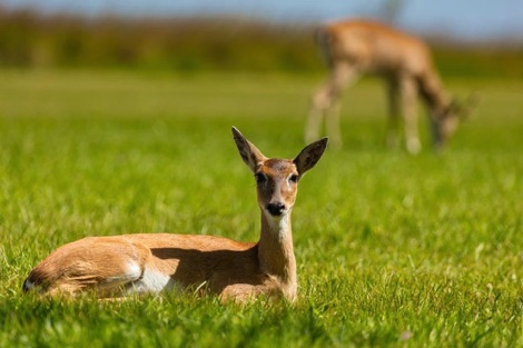 Deer Ibera National Park Journeys with Purpose